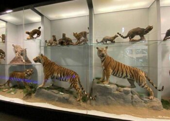 Le musée zoologique de Strasbourg séduit 1700 visiteurs par jour après sa spectaculaire rénovation Le musée zoologique de Strasbourg séduit 1700 visiteurs par jour après sa spectaculaire rénovation
