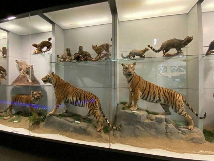 Le musée zoologique de Strasbourg séduit 1700 visiteurs par jour après sa spectaculaire rénovation Le musée zoologique de Strasbourg séduit 1700 visiteurs par jour après sa spectaculaire rénovation