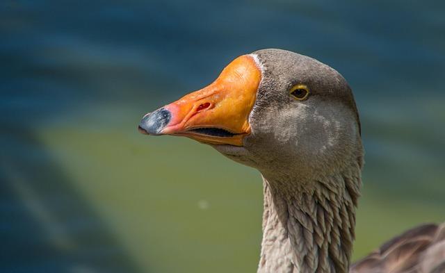 Découvrir Toulouse : les quartiers parfaits pour s’installer en famille Découvrir Toulouse : les quartiers parfaits pour s’installer en famille