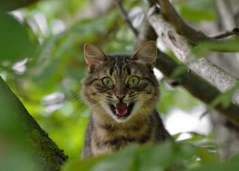 Prosper Peter en doute pour les déplacements à Marseille et Lille après une blessure à la cuisse