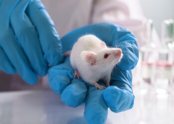 Budget 2026 : Comment la taxation des expérimentations animales pourrait mettre en péril la recherche française Budget 2026 : Comment la taxation des expérimentations animales pourrait mettre en péril la recherche française