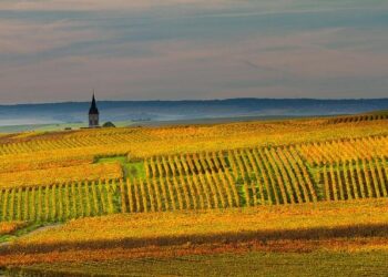 Les archéologues révèlent le tout premier vignoble jamais planté en France, découvert à Marseille Les archéologues révèlent le tout premier vignoble jamais planté en France, découvert à Marseille