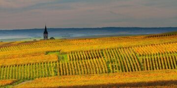 Les archéologues révèlent le tout premier vignoble jamais planté en France, découvert à Marseille