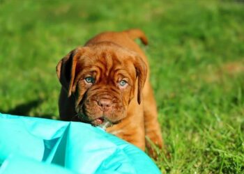 Coupe de France : Les Girondines de Bordeaux prêtes pour un duel intense face à Montauban FC Coupe de France : Les Girondines de Bordeaux prêtes pour un duel intense face à Montauban FC