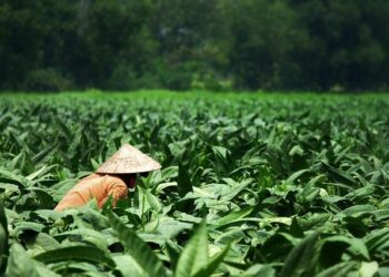 Strasbourg : des agriculteurs retirent massivement des produits contenant de l’acétamipride des supermarchés