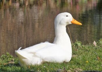 Annulation choc d’un colloque sur la Palestine au Collège de France secoue le monde universitaire