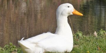Annulation choc d’un colloque sur la Palestine au Collège de France secoue le monde universitaire