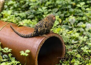 Douze ouistitis disparaissent mystérieusement après une intrusion dans un centre de recherches près de Strasbourg