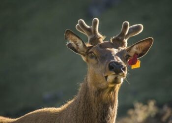 René Rezé : Le passionné qui fait revivre les sports traditionnels à Nantes
