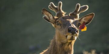 René Rezé : Le passionné qui fait revivre les sports traditionnels à Nantes
