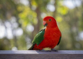 La Kings League lance ses détections à Paris, Lyon, Lille et Marseille pour rejoindre l’équipe de France