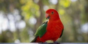 La Kings League lance ses détections à Paris, Lyon, Lille et Marseille pour rejoindre l’équipe de France