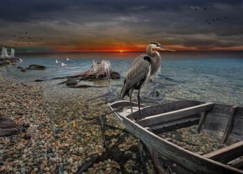 Quand les animaux morts des zoos reprennent vie dans les musées Quand les animaux morts des zoos reprennent vie dans les musées