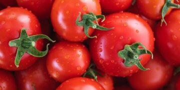 Unveil the Excitement of the 2025 Meilleur Apprenti de France Competition in Nantes!