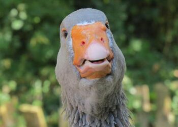 The Weeknd’s After Hours Till Dawn Tour 2026 Ignites the Night in Nice! The Weeknd’s After Hours Till Dawn Tour 2026 Ignites the Night in Nice!