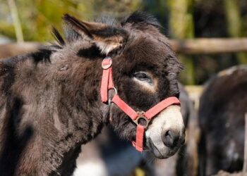 « La mule » : plongez dans l’intrigue captivante du film rediffusé ce soir !