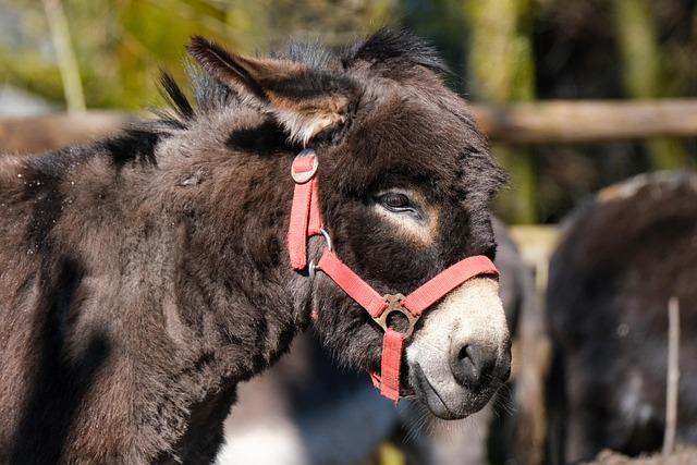 « La mule » : plongez dans l’intrigue captivante du film rediffusé ce soir ! « La mule » : plongez dans l’intrigue captivante du film rediffusé ce soir !