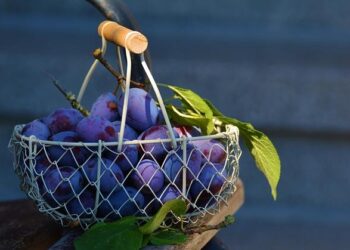 NM1 : L’Étoile Angers Basket prêt à relever un ultime défi décisif à Toulouse