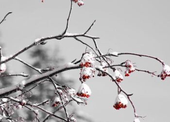 Jusqu’à 30 cm de neige en Île-de-France : préparez-vous à l’arrivée de la tempête !