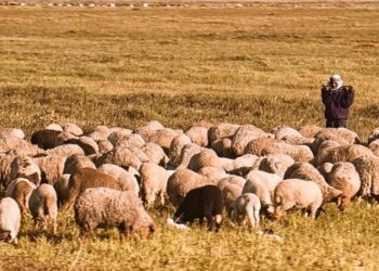 How Tunisians in Lille Delivered a Powerful Lesson in Fair Play That Shattered Stereotypes How Tunisians in Lille Delivered a Powerful Lesson in Fair Play That Shattered Stereotypes