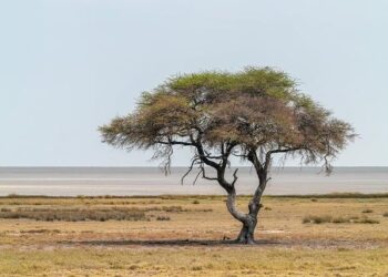 VIIe Ambition Africa : Marie-Laure Akin-Olugbade, VP de la BAD, dévoile une vision inspirante pour l’avenir du continent