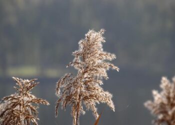 France vs Australie : le chaos évité de justesse pour le Mondial 2027 !
