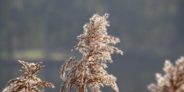 France vs Australie : le chaos évité de justesse pour le Mondial 2027 !