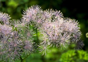 Attentat de la rue des Rosiers : le procès aux assises confirmé par la cour d’appel de Paris