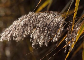 France-Australie : Bielle-Biarrey et Depoortere en feu, Fickou trop discret – Les notes des Bleus dévoilées