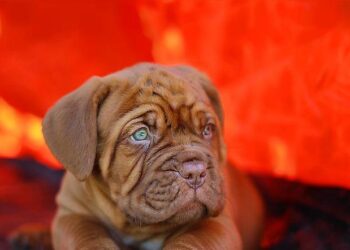 Coupe de France : Les Girondins de Bordeaux affrontent ES Boulazac dans un duel palpitant