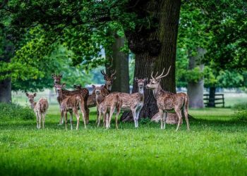 René Barjavel Révèle les Secrets Fascinants de la Science-Fiction dans un Entretien Inoubliable de 1970