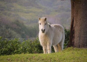 Zidane : la phrase choc qui enflamme les débats