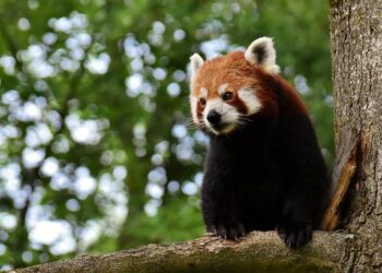 La Chine s’engage à offrir de nouveaux pandas géants à la France