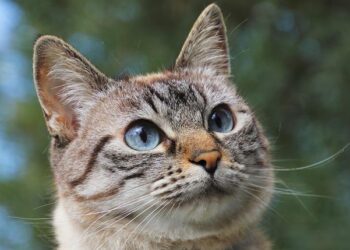La tempête Amy frappe la France : ce que Lyon et le Rhône doivent absolument anticiper La tempête Amy frappe la France : ce que Lyon et le Rhône doivent absolument anticiper
