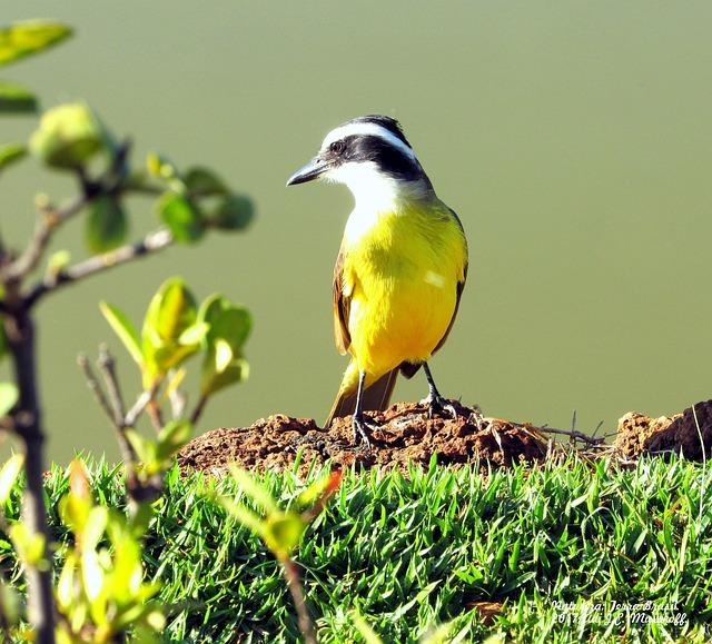 « « Le cessez-le-feu est un écran de fumée » : des milliers de manifestants défilent à Paris en soutien aux Palestiniens »