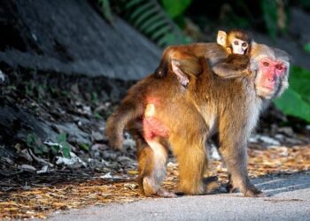 Le business du stress parental : quand l’éducation se mue en marché de l’angoisse Le business du stress parental : quand l’éducation se mue en marché de l’angoisse