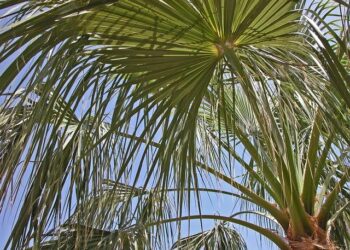 Mike James Ignites Monaco’s Stunning Comeback to Defeat Paris Basketball in Coupe de France Thriller