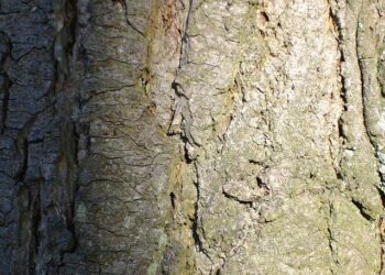 More Than 79 Trees Vandalized in Paris’s 16th Arrondissement: A Growing Concern