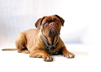 Coupe de France : les supporters des Girondins de Bordeaux interdits d’accès au centre-ville d’Agen