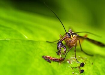 Les Scorpions enflamment Paris, Lyon et Strasbourg cet été 2026 ! Les Scorpions enflamment Paris, Lyon et Strasbourg cet été 2026 !