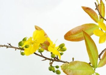 8 mai 1945 : Honorer le 77e anniversaire de la Victoire et rendre hommage aux héros tombés pour la France 8 mai 1945 : Honorer le 77e anniversaire de la Victoire et rendre hommage aux héros tombés pour la France