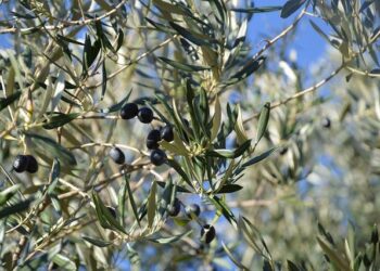 Olivier Perreau, Julien Épaillard et Antoine Ermann Éblouissent la France au Grand Prix de Lyon
