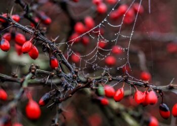 Araignées : plongée au cœur d’une toile d’exception Araignées : plongée au cœur d’une toile d’exception