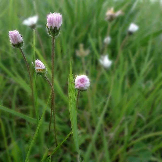 Olivia Belli and Canea Quartett Unite in the Captivating « Pax Athenae Olivia Belli and Canea Quartett Unite in the Captivating « Pax Athenae