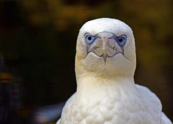In This Small Village, the Entire Community Rallies Behind Hinaupoko Devèze, Miss Tahiti for Miss France 2026 In This Small Village, the Entire Community Rallies Behind Hinaupoko Devèze, Miss Tahiti for Miss France 2026