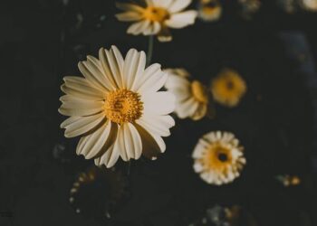 Djouhri réclame à nouveau sa libération au cœur de l’affaire libyenne : décision cruciale attendue mercredi