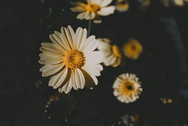 Djouhri réclame à nouveau sa libération au cœur de l’affaire libyenne : décision cruciale attendue mercredi Djouhri réclame à nouveau sa libération au cœur de l’affaire libyenne : décision cruciale attendue mercredi