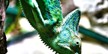 Au Yémen, le Sud en pleine effervescence sous le contrôle des indépendantistes