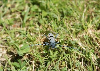 Rosalía en concert à Paris et Lyon : tout savoir sur les prix des billets ! Rosalía en concert à Paris et Lyon : tout savoir sur les prix des billets !