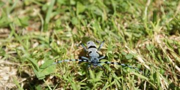 Rosalía en concert à Paris et Lyon : tout savoir sur les prix des billets !